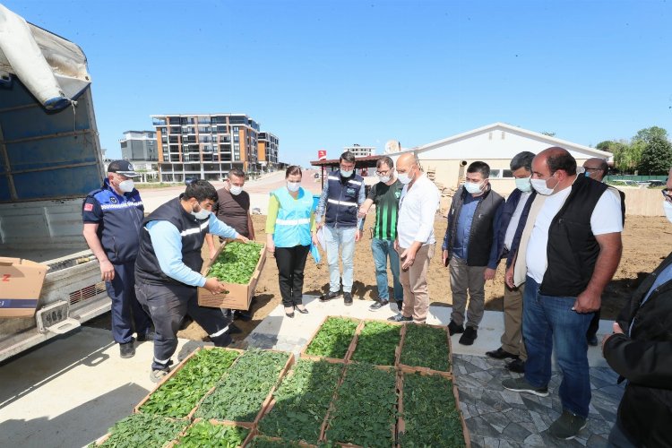 Kocaeli İzmit Belediyesi köylere binlerce fide desteği verecek