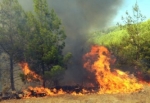 Kocaeli'de Orman Yangını