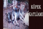 KÖPEK KATLİAMI