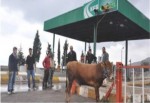 Körfez’de kaçan boğa gişelerde yakalandı