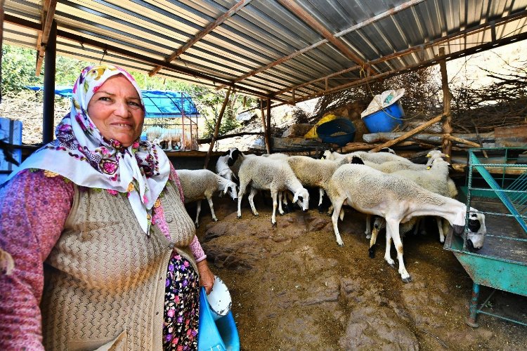 Koyun desteği meyvesini veriyor! Umut sürüsü büyüyor