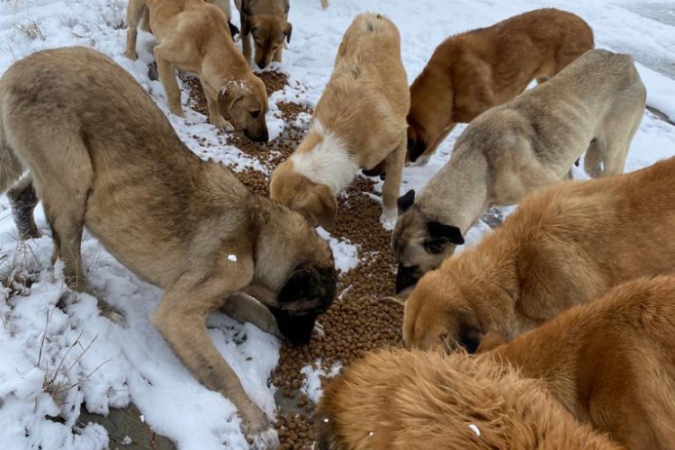 Kütahya'da sokak hayvanları unutulmadı 