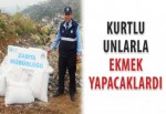 Kurtlu unlarla ekmek yapacaklardı