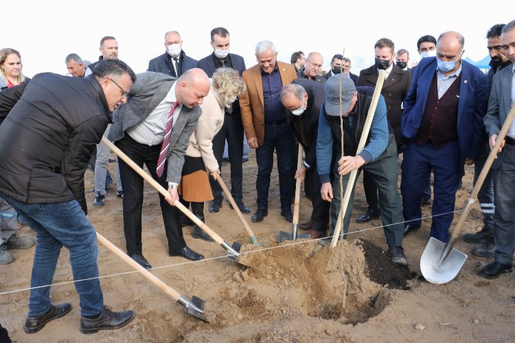 Manisa Alaşehir'de cennet hurmaları toprakla buluştu