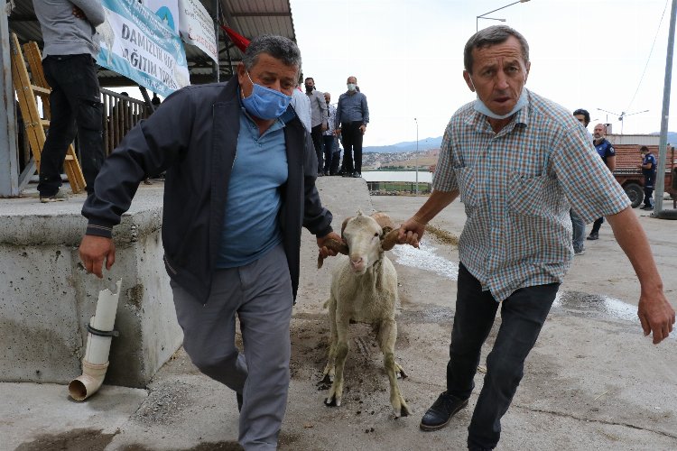 Manisa'da hayvan üreticilerine damızlık koç ve teke desteği