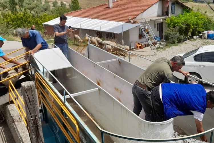 Manisa'da küçükbaş hayvan sağlığına mobil çözüm