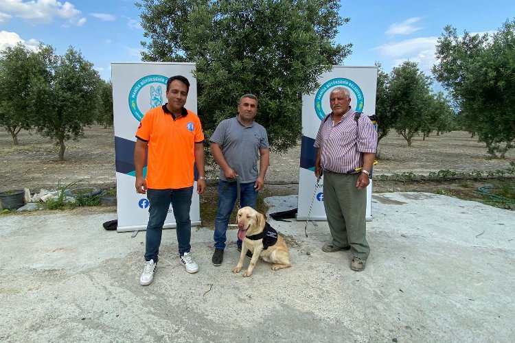 Manisa'da 'Üzüm' çiftçinin can yoldaşı olacak