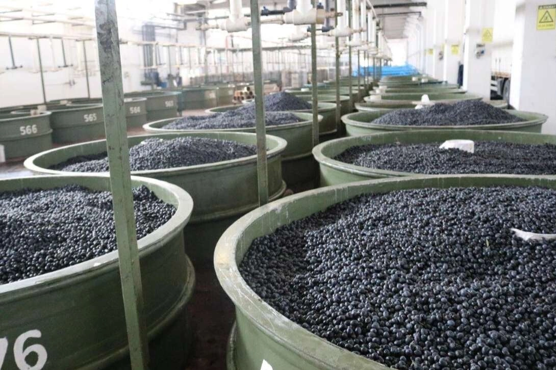 Marmarabirlik’ten zeytinci ortağa 5'inci dilim ödeme... 200 milyon TL daha hesaplara yatıyor