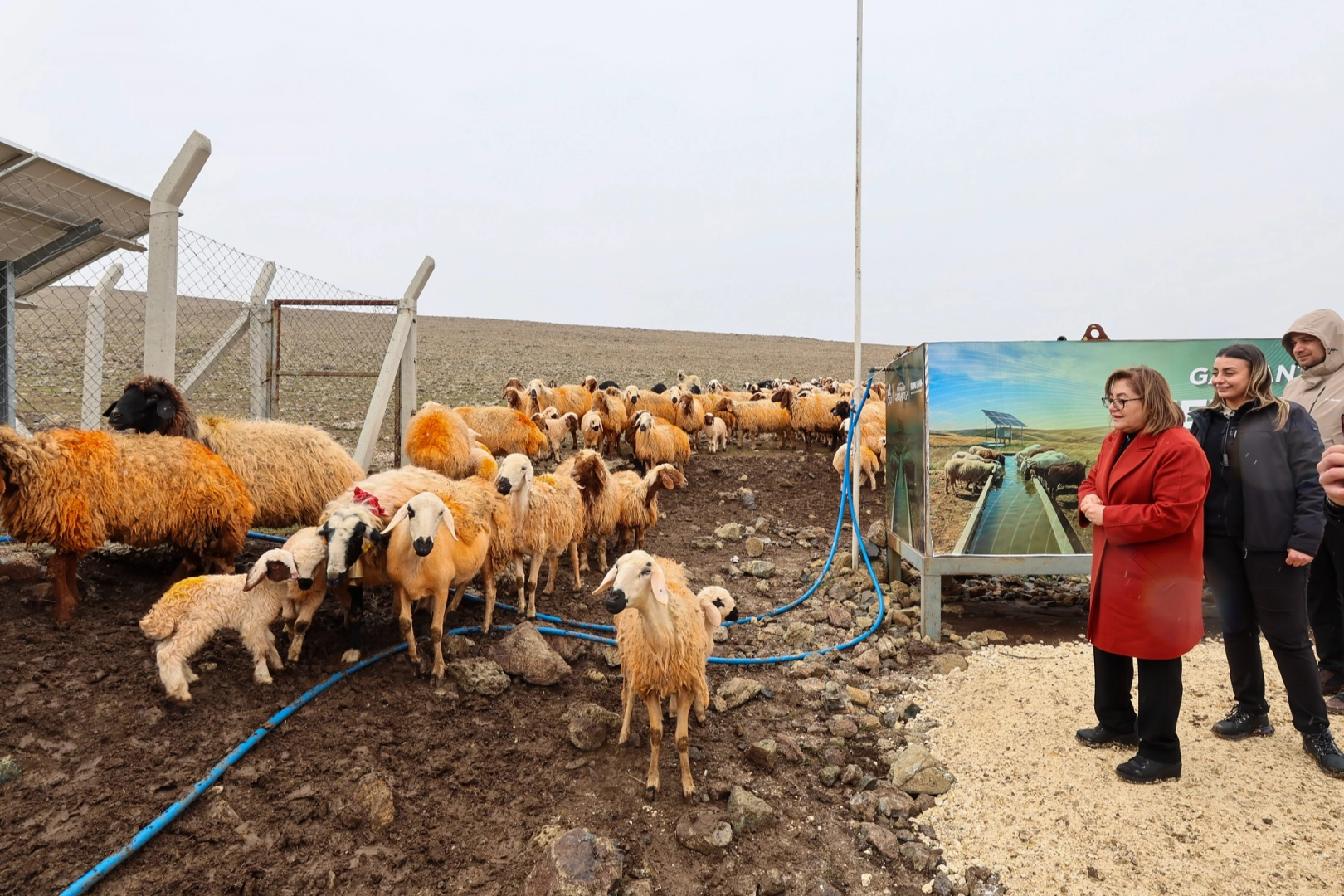 Meralarda hayvanlar temiz suya kavuşuyor