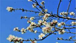 Mersin'de badem ağaçları erken çiçek açtı