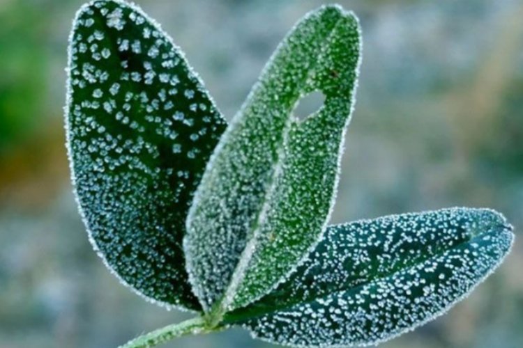Meteoroloji'den don ve çığ uyarısı