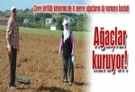 Meyve ağaçlar kuruyor!