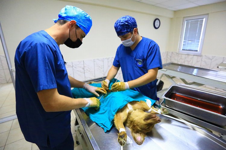 Muğla'da 26 bin 529 hayvan tedavi edildi