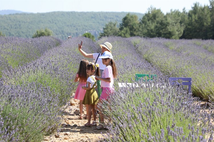 Muğla'da Lavanta Bahçesi'ne ziyaretçi akını