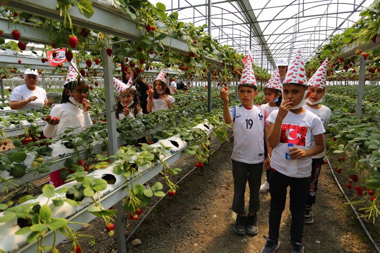 Muğla Seydikemer'de doyasıya çilek!
