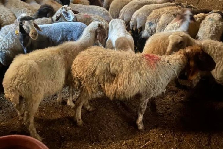 Niğde'de 22 küçükbaş hayvan hırsızlığı şüphelileri yakalandı