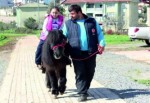 Pony atları çocuklar sevdi