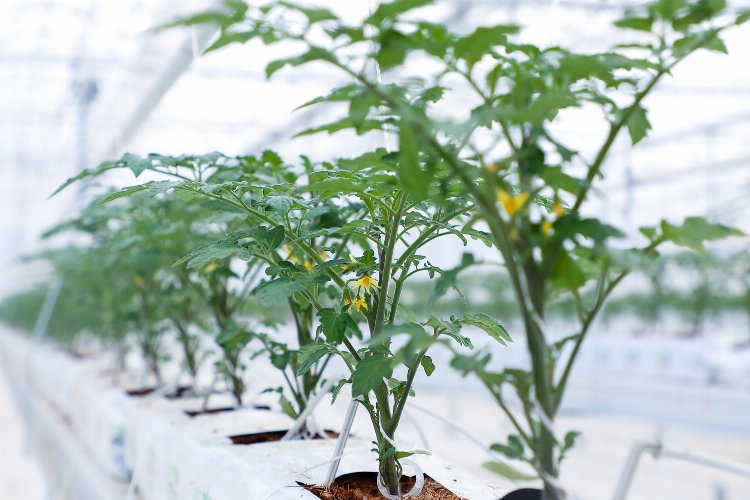 Sakarya'da devasa serasında ilk tohumlar yeşerdi