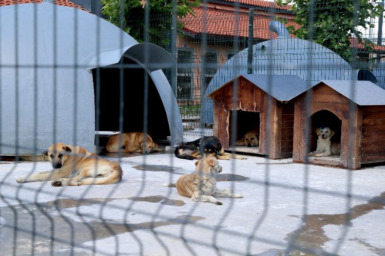 Sakarya’da devasa şifa yuvası