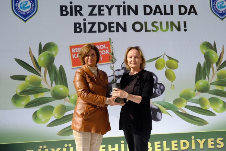 Sakarya Vadisi zeytin bahçesi olacak