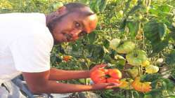 Somalili öğrencisi 1 kilo 130 gram domates yetiştirdi