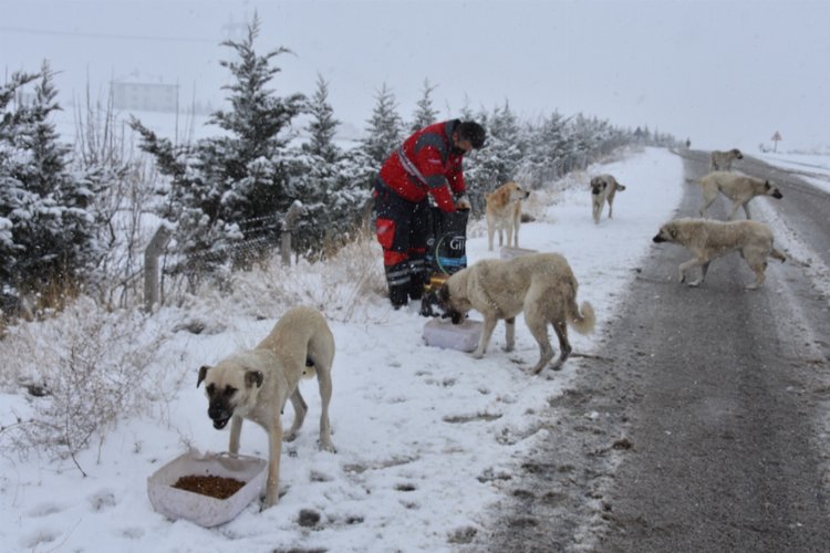 Soğuk havada karlı yollar hayvanlar için açıldı 