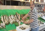 Ucuzlayan balık, satış rekoru kırdı