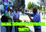 Ünlü Balbal Üzümü Gebze’de tanıtıldı