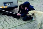Yaralı köpeğe öğrenci ve zabıta şefkatı