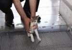 Yavru kedi yürüyen merdivene sıkıştı