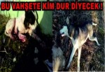 Yine,Köpek Katliamı