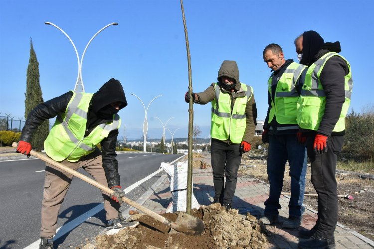 İzmir Aliağa'da pavlonya ağaçları süsleyecek 