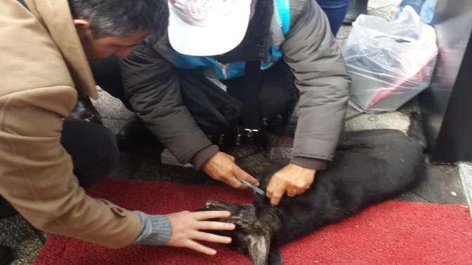 Tüm çabalar, sokak köpeğini kurtarmaya yetmedi