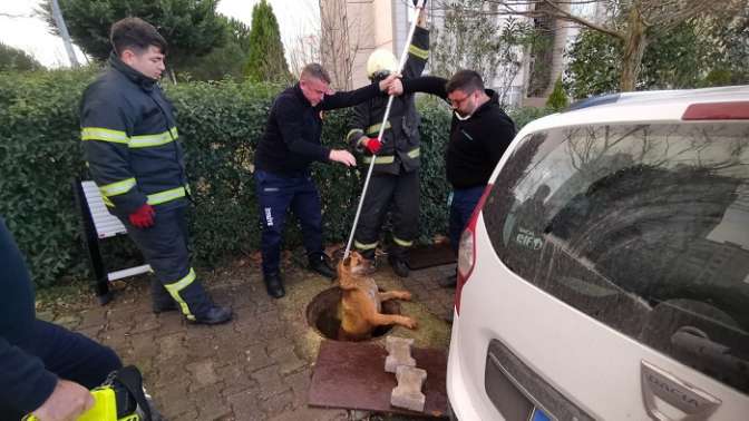 Üstü açık rögara düşen köpeği itfaiye kurtardı