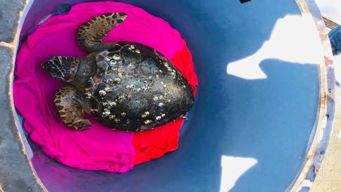 Yaralı caretta caretta, tedavi için İstanbula getirildi