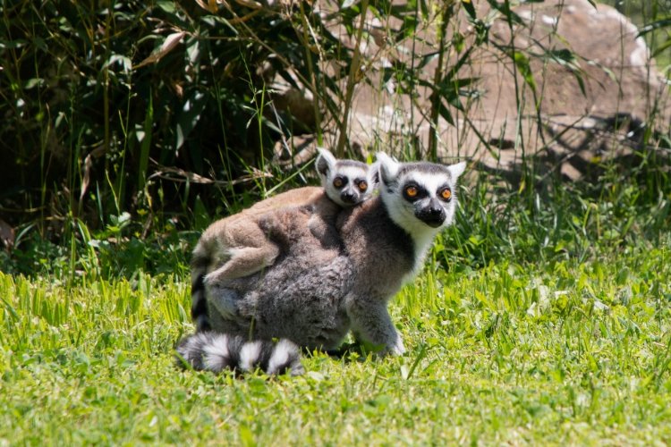 Yavru lemur, Ormanya ailesine katıldı