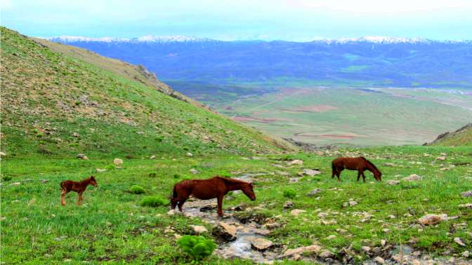 Yılkı atları baharın keyfini çıkarıyor