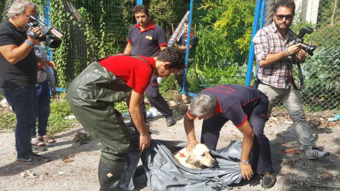 Yüksek duvardan düşen Köpeği, bacağını kırdı