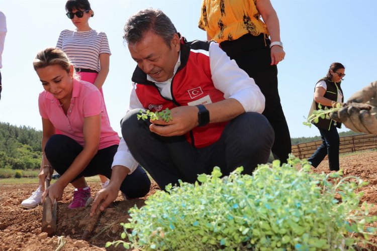 İzmir'de tıbbi ve aromatik bitkiler yaygınlaşıyor